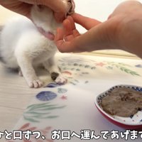 テロップ「一口ずつ、」