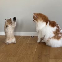 立ち上がる子猫のこたつくん