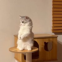 合わせた前足をお腹の方へ下げる猫
