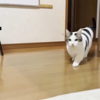 床の上を歩く猫