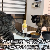 テロップ「“女子猫番長”」