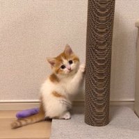 こちらを見る猫