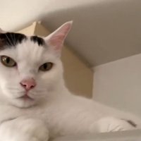 冷蔵庫の上にいる猫