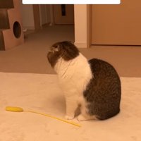 悲しそうな背中