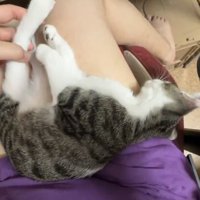 後ろ足を触られるキジ白の子猫