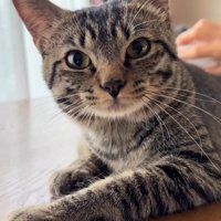 カメラ目線の猫
