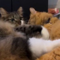 キジ白の肩を噛もうとする茶トラ