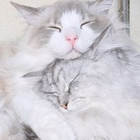 抱き合うように寄り添っている2匹の猫
