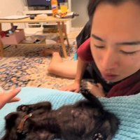 飼い主の近くでへそ天で寝ている子猫