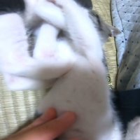 取っ組み合い