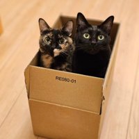 段ボールの中に入る2匹の猫