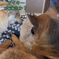 犬2匹に囲まれた猫