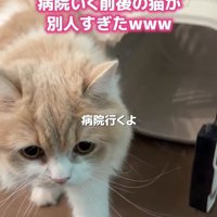 キャリーケースと猫