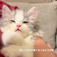 飼い主さんの腕の中でうとうとするてん君