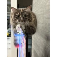 テレビの上の猫