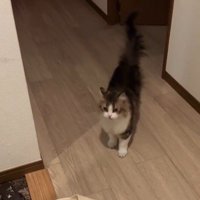 玄関に立っている猫