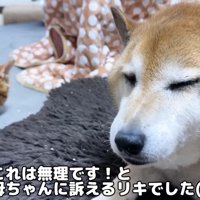 カメラを細めで見つめるリキくん