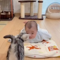 うつぶせの赤ちゃんと子猫