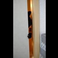 ふすまのすき間から部屋に入ろうとする猫
