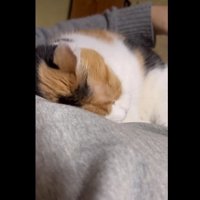 頭を擦りつけて