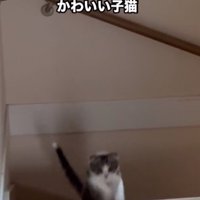 ジャンプする子猫