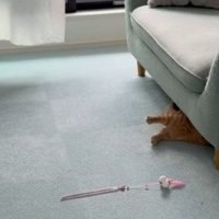おもちゃを追いかけてソファの下へ滑り込むらむくん