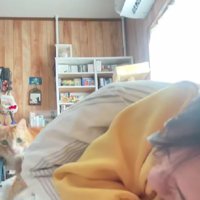 飼い主を起こす猫