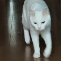 歩いてくる白猫