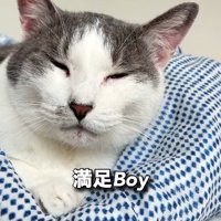ベッドにあがって寝る猫