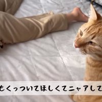 かまってほしいとらまる