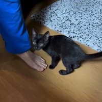 振り向く子猫