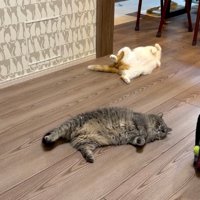 床に寝ている猫