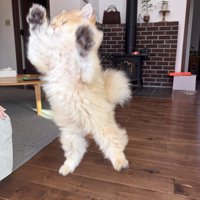 ジャンプして目を閉じている子猫
