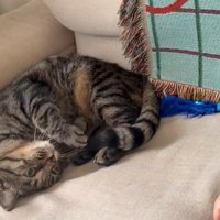 丸くなる猫