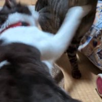 キジトラ猫にパンチするキジ白猫