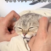 マッサージされている猫の写真3