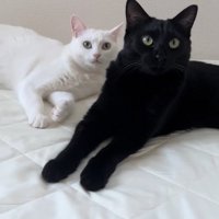 黒猫の前足に頭をめり込ませて寝ている白猫