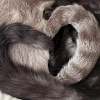 グレーと黒の猫