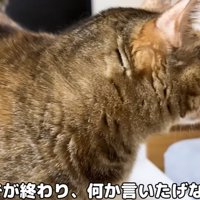 	後ろに振り返る猫（なでなでが終わり、何か言いたげなリタさん）