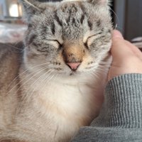 顔をなでられる猫