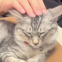 パパに頭を撫でられる保護猫