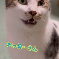 お座りをして口を開けている猫
