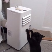 見えない敵と闘う猫