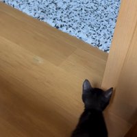 柱に隠れる子猫3