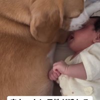 赤ちゃんと添い寝するビーグル