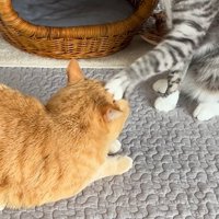 茶トラ猫を触るサバ白猫の前足