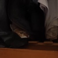 押し入れの中に入ったチャチャ君