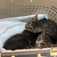 ケージの中の2匹の子猫