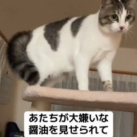 醤油をガン見する猫