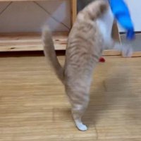 エビのおもちゃを手に取った猫